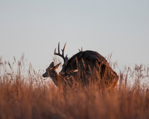White-tailed Deer Buck