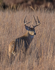White-tailed Deer Buck