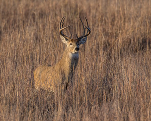 White-tailed Deer Buck