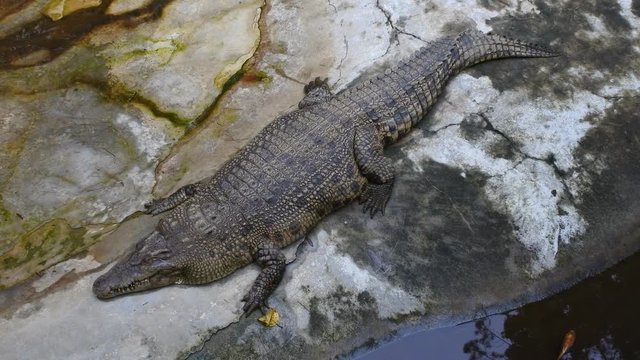 estuarine crocodile in a cage