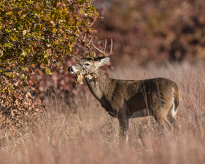 White-tailed Deer Buck