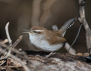 Bewick's Wren
