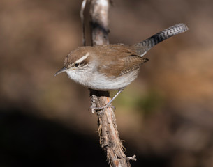 Bewick's Wren