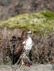 Hawk standing on kill