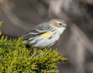 Yellow-rumped Warbler on a perch