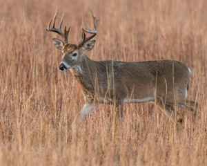 White-tailed Deer Buck