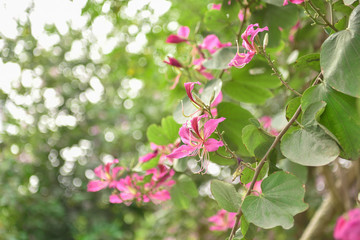 Fototapeta na wymiar Bauhinia flowers . Bauhinia is produced in southern China. India and Indochina Peninsula are distributed. It is a good ornamental and nectar plant, widely cultivated in tropical and subtropical areas.