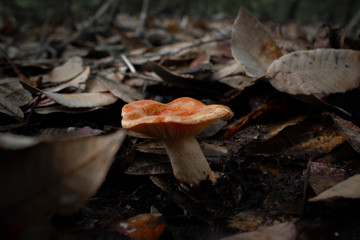 A Mushroom in the Duff