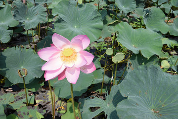 pink lotus flower in water