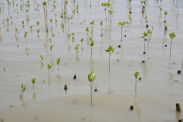 planting area in sea of small mangrove tree