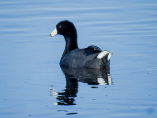 American Coot