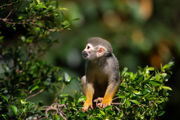 Squirrel Monkey in zoo