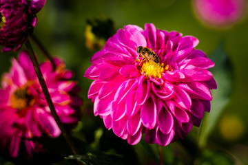 Obraz premium Colorful dahlia blooms in an Italian garden
