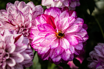 Colorful dahlia blooms in an Italian garden