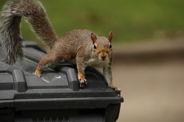 Brown squirrel on black garbage can