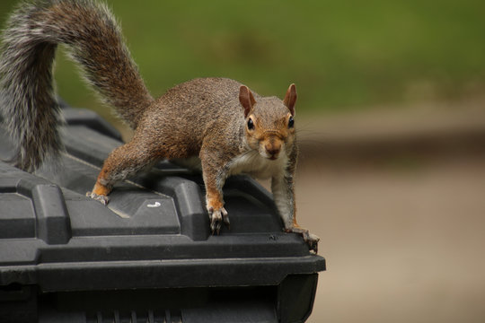 Brown Squirrel On Black Garbage Can