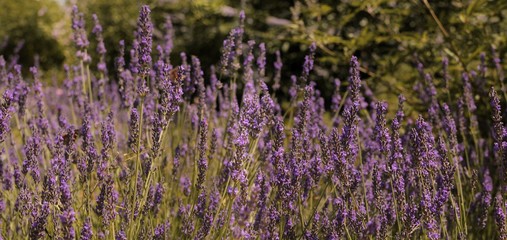 Fototapeta na wymiar Beautiful purple lavender flower in field with butterflies