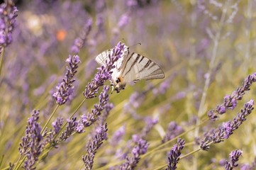Butterfly sitting on lavender. Beautiful purple lavender field