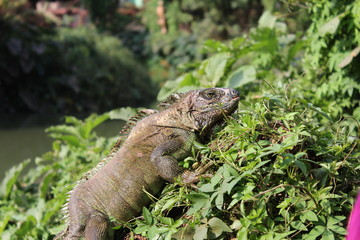 iguana