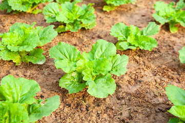 green lettuce plants on growth at field in summer under sunlight.