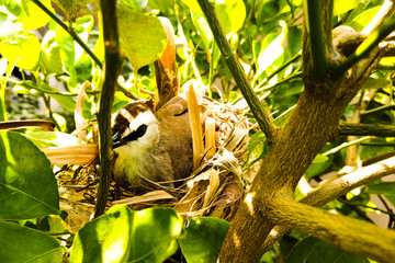 Yellow-vented bulbul bird on branch