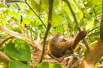 Yellow vented bulbul on the tree