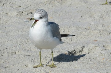 Seagull on sand background in Atlantic coast of North Florida