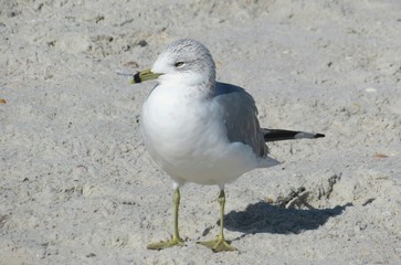 Seagull on the beach in Atlantic coast of North Florida, closeup