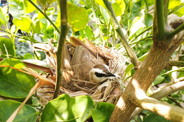 Yellow-vented bulbul build the nest