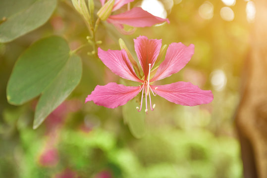 Bauhinia flowers blooming in the park.Bauhinia is produced in southern China. India and Indochina Peninsula are distributed. It is a good ornamental and nectar plant,widely cultivated in tropical aras