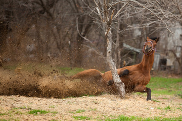 Falling Horse