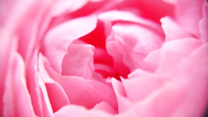 Blooming Cluster and light pastel peony petals flower with macro  view and defocused picture for banner web. Royalty-free stock  picture.