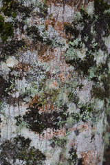 lichen on bark