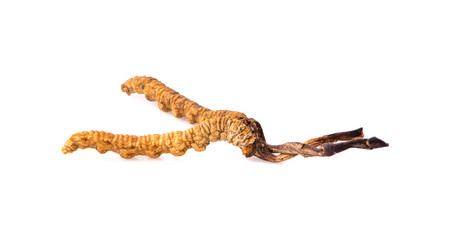 Cordycep sinensis herbs (Chong cao) Viagra. An Isolated on white background