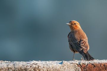 A closeup of brown rockchat having fine feather details