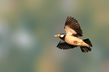 Beautiful wingspan of a pied starling in flight