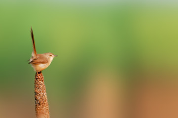 A plain prinia in golden light on a millet plant