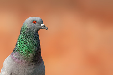 A closeup portrait of a rock pigeon having fine feather details