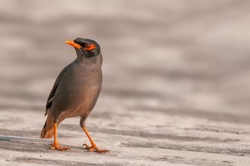A portrait of bank myna in beautiful light