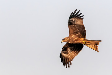Black eared kite flying in bald sky