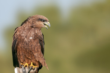 A closeup portrait of a black kite