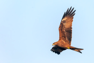 A black kite flying in the sky