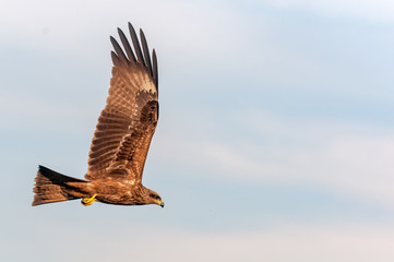 A black kite flying in the sky