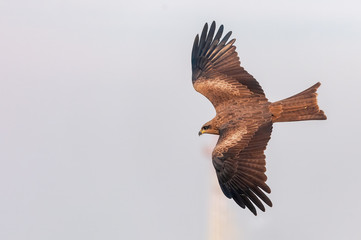 A black kite flying in the sky