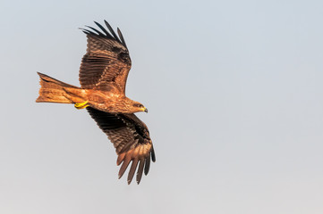 A black kite flying in the sky