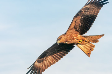 A black kite flying in the sky