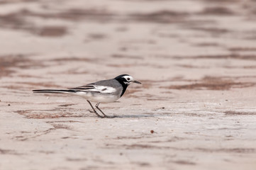 A white wagtail is walking on the ground