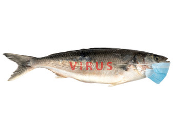 fish in the medical mask of blue color.