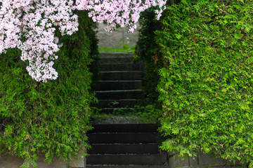 Kolkwitzia amabilis and the stairs bordered by hedge made from thuja