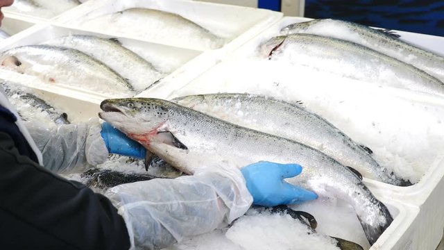 Fresh Sea Fish in Ice On Counter Market. Seafood market. Fish is sold in fish department of supermarket . Fish market in coastal coutries. Close up. 4 k shot